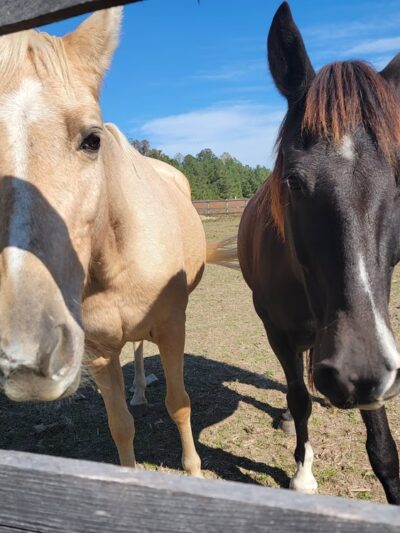 Sussex County Animal Services - Stony Creek, VA