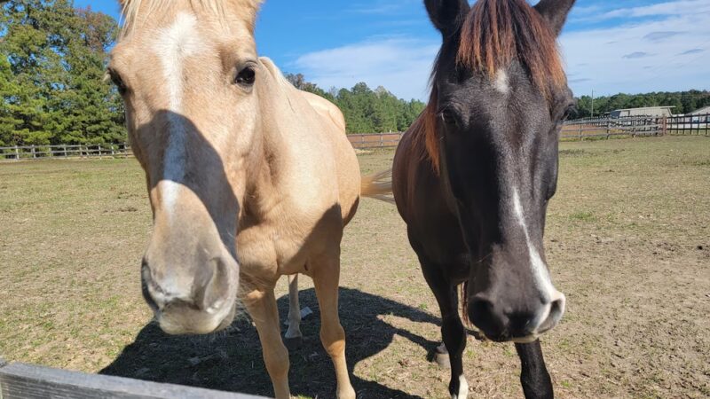 Sussex County Animal Services - Stony Creek, VA