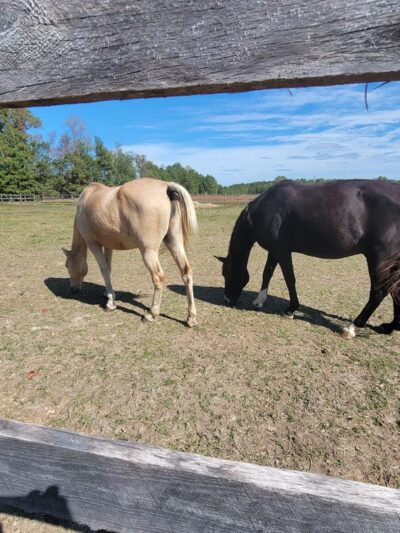 Sussex County Animal Services - Stony Creek, VA