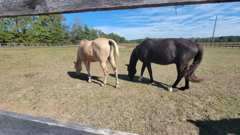 Sussex County Animal Services - Stony Creek, VA