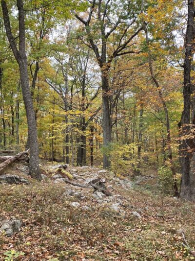 Beech Trail - Stony Point, NY