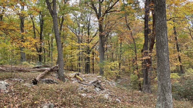 Beech Trail - Stony Point, NY