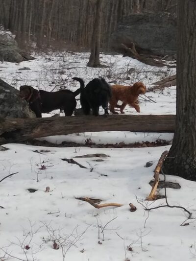 Beech Trail - Stony Point, NY