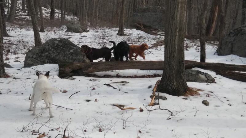 Beech Trail - Stony Point, NY