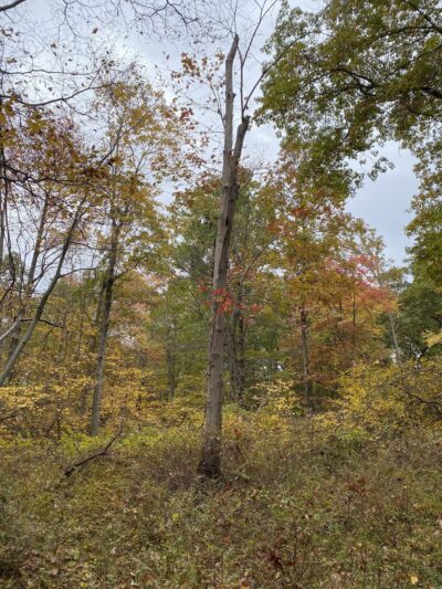 Beech Trail - Stony Point, NY