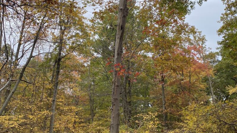 Beech Trail - Stony Point, NY