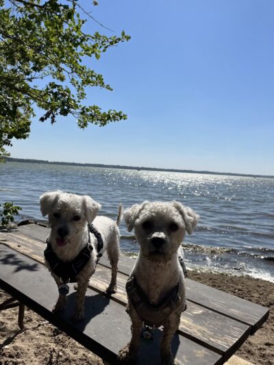 Lake Kegonsa State Park Dog Beach - Stoughton, WI
