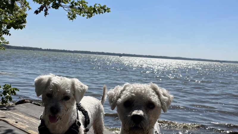 Lake Kegonsa State Park Dog Beach - Stoughton, WI