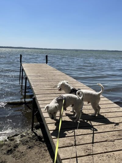 Lake Kegonsa State Park Dog Beach - Stoughton, WI