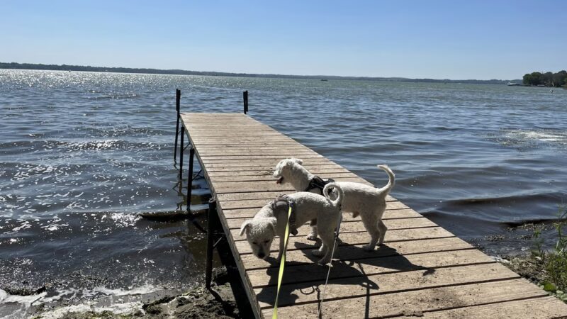 Lake Kegonsa State Park Dog Beach - Stoughton, WI
