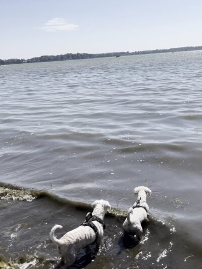 Lake Kegonsa State Park Dog Beach - Stoughton, WI