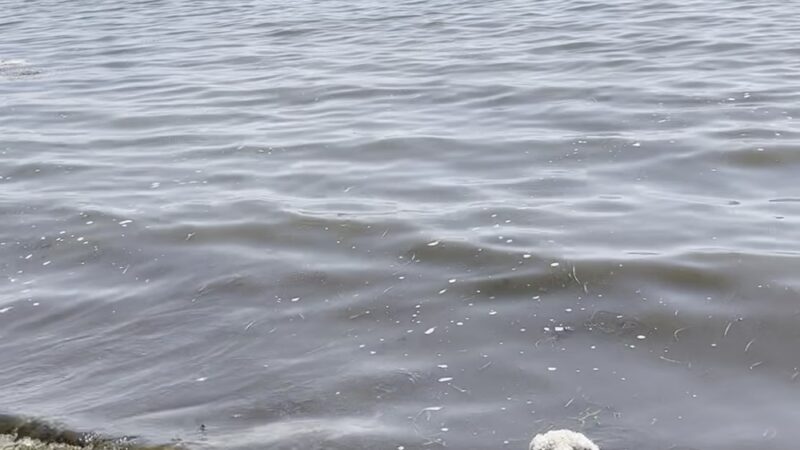 Lake Kegonsa State Park Dog Beach - Stoughton, WI