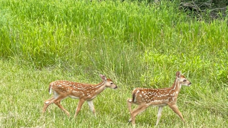 Dry Dock Campgrounds - Stoutsville, MO