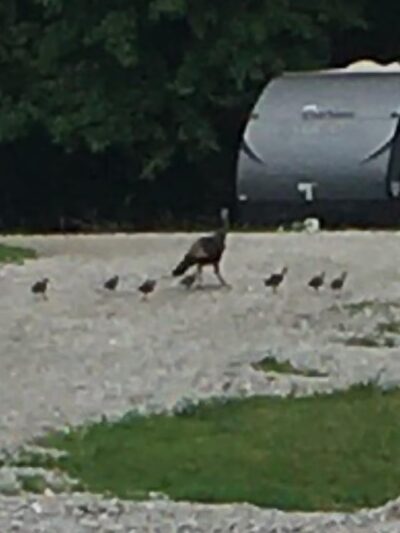 Dry Dock Campgrounds - Stoutsville, MO