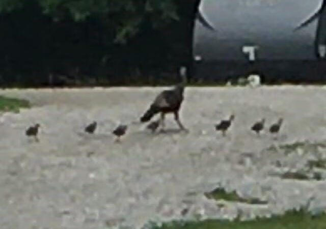 Dry Dock Campgrounds - Stoutsville, MO