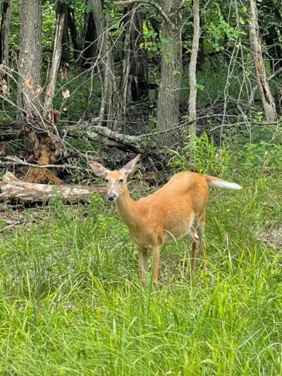 Dry Dock Campgrounds - Stoutsville, MO