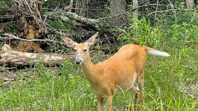 Dry Dock Campgrounds - Stoutsville, MO