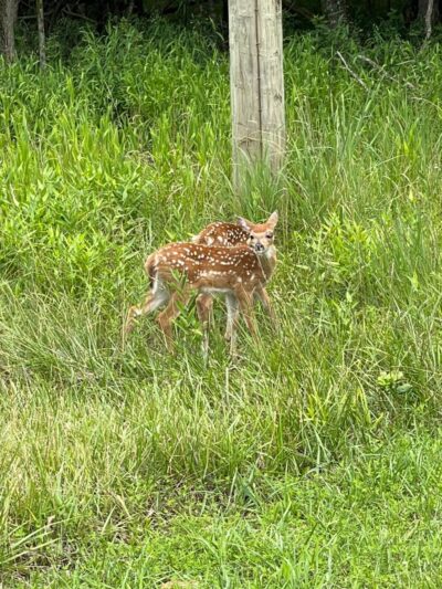 Dry Dock Campgrounds - Stoutsville, MO