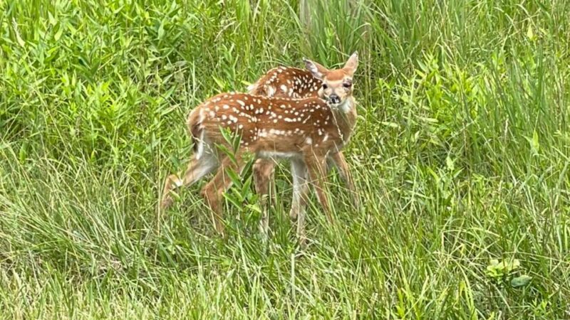 Dry Dock Campgrounds - Stoutsville, MO