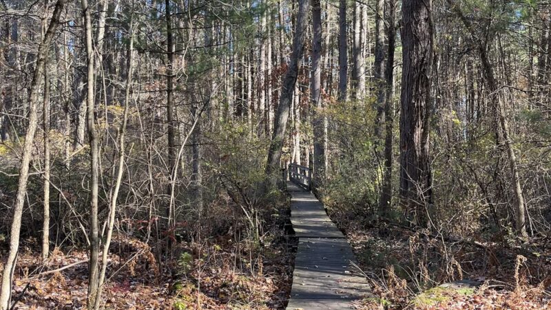 Heath Hen Meadow Brook Woodland Hiking Trail - Stow, MA