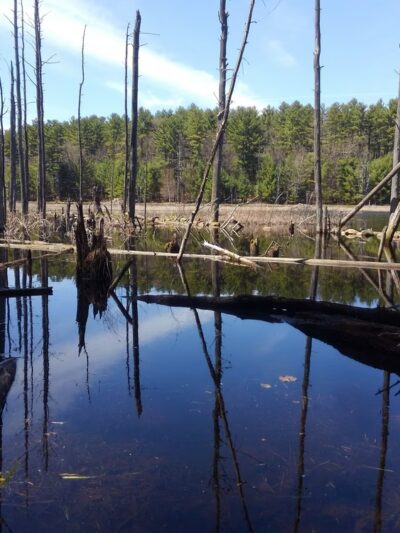 Heath Hen Meadow Brook Woodland Hiking Trail - Stow, MA