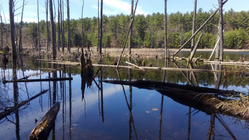 Heath Hen Meadow Brook Woodland Hiking Trail - Stow, MA