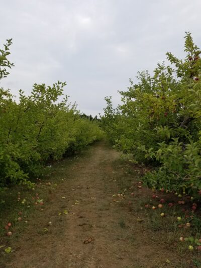 Heath Hen Meadow Brook Woodland Hiking Trail - Stow, MA