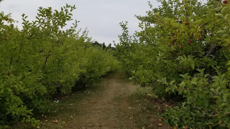 Heath Hen Meadow Brook Woodland Hiking Trail - Stow, MA