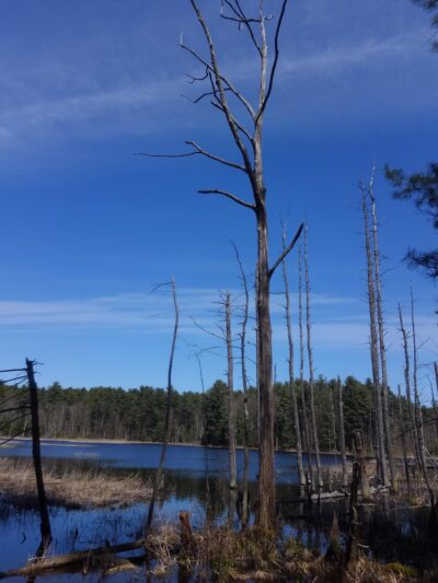 Heath Hen Meadow Brook Woodland Hiking Trail - Stow, MA