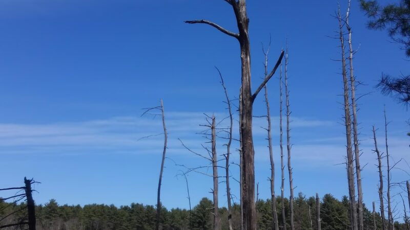 Heath Hen Meadow Brook Woodland Hiking Trail - Stow, MA