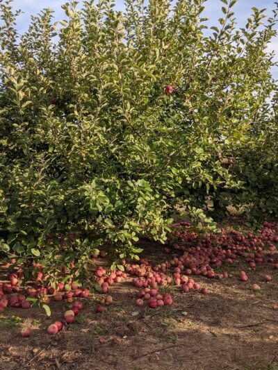 Heath Hen Meadow Brook Woodland Hiking Trail - Stow, MA