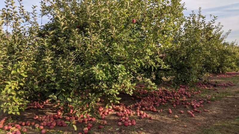 Heath Hen Meadow Brook Woodland Hiking Trail - Stow, MA
