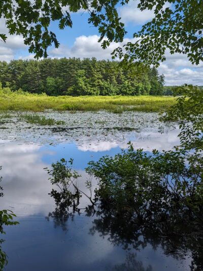 Mass Wildlife's Delaney Wildlife Management Area - Stow, MA