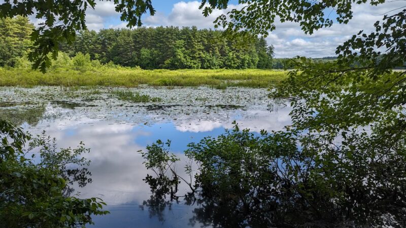 Mass Wildlife's Delaney Wildlife Management Area - Stow, MA