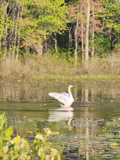 Mass Wildlife's Delaney Wildlife Management Area - Stow, MA