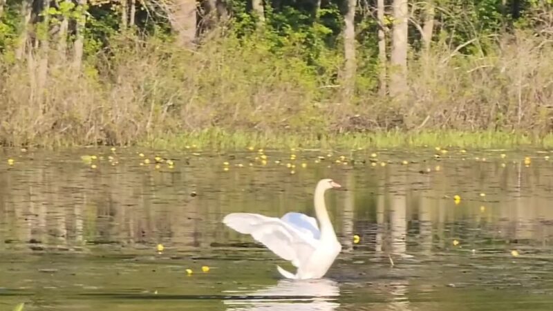 Mass Wildlife's Delaney Wildlife Management Area - Stow, MA