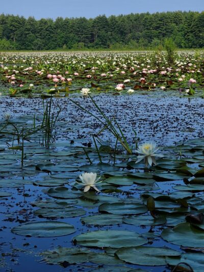 Mass Wildlife's Delaney Wildlife Management Area - Stow, MA