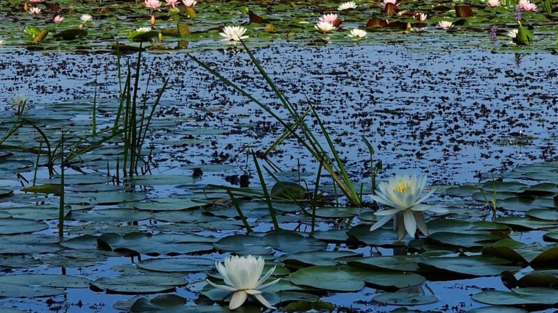 Mass Wildlife's Delaney Wildlife Management Area - Stow, MA