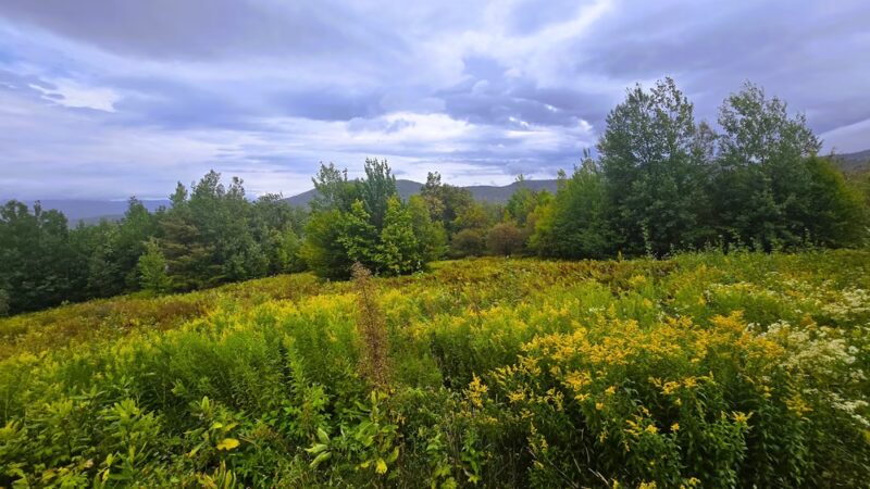 Pinnacle Meadows, Stowe Land Trust - Stowe, VT