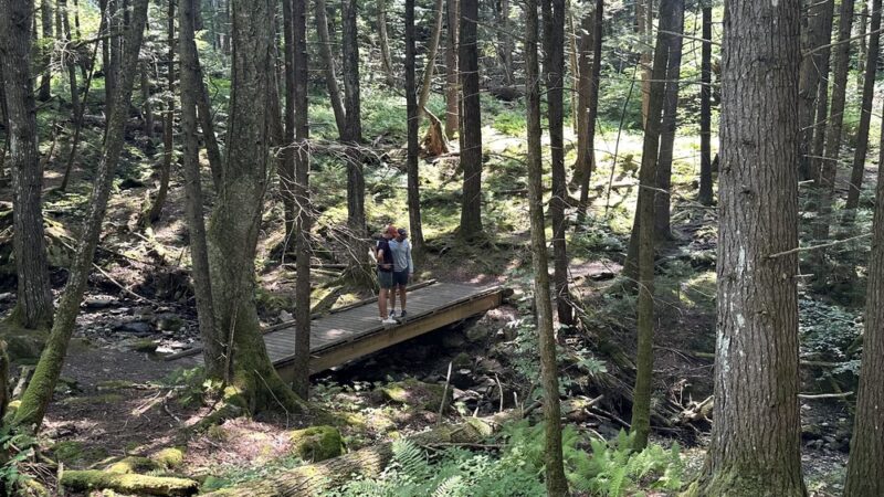Wiessner Woods - Stowe, VT