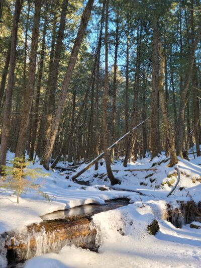 Wiessner Woods - Stowe, VT