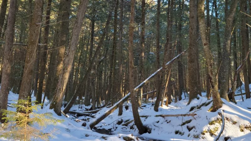 Wiessner Woods - Stowe, VT