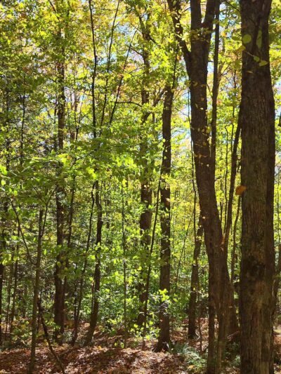 Kirchner Woods - Stowe, VT