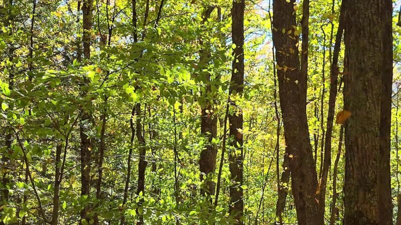 Kirchner Woods - Stowe, VT