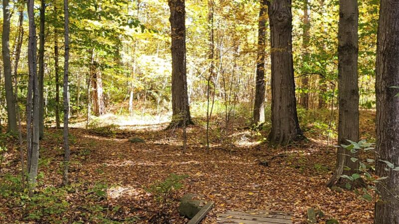 Kirchner Woods - Stowe, VT