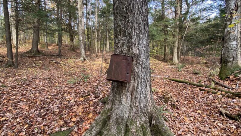 Kirchner Woods - Stowe, VT