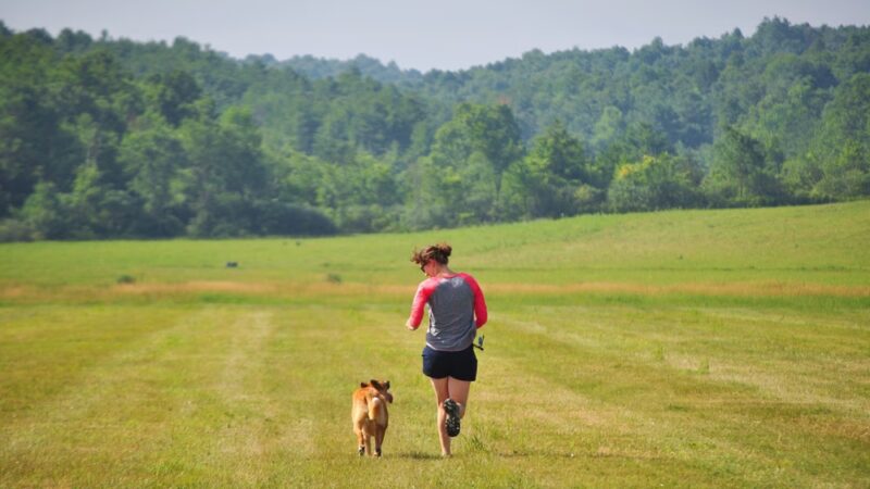 Red Pointy Dog Training - Strafford, NH