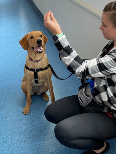 Red Pointy Dog Training - Strafford, NH