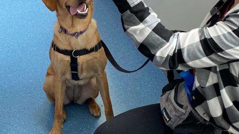 Red Pointy Dog Training - Strafford, NH