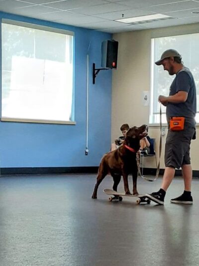 Red Pointy Dog Training - Strafford, NH